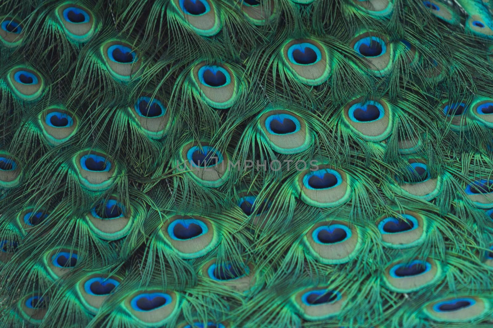 beautiful bright peacock feathers close-up , birds of paradise