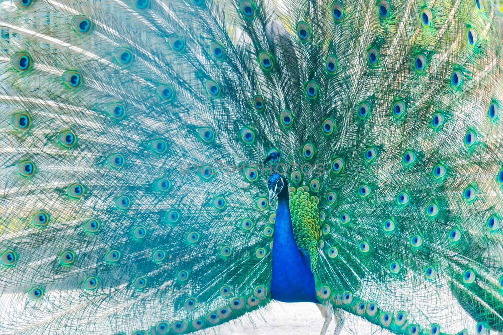 beautiful peacock fluffed his tail , birds of paradise