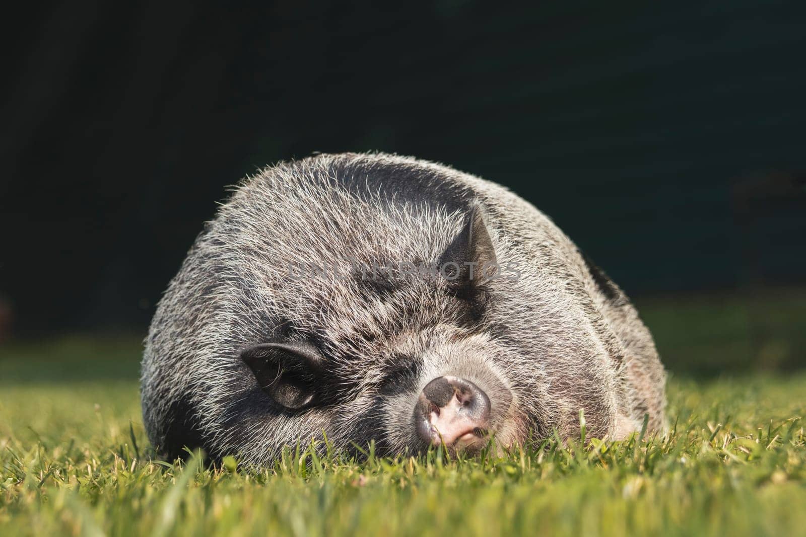 fat piglet sleeps on its side on a green lawn, overweight, dreams