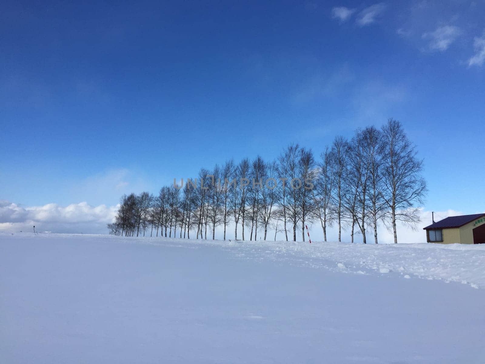 cloud,freezing,horizon,landscape,morning,nature,sky,snow,tree,winter by ogqcorp