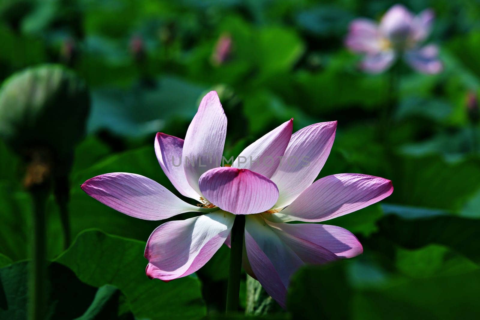 botany,flower,lotus,nature,petal,pink,plant,purple by ogqcorp