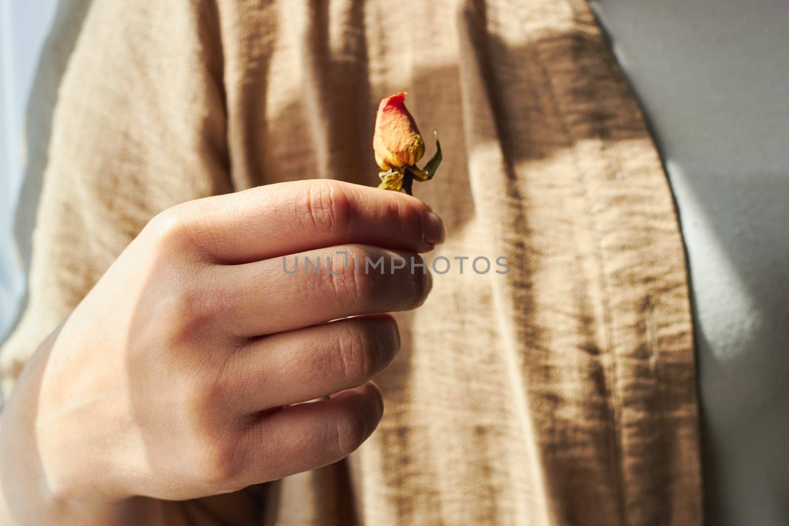 Photo woman in her hand holding withered rosebud. by electrovenik