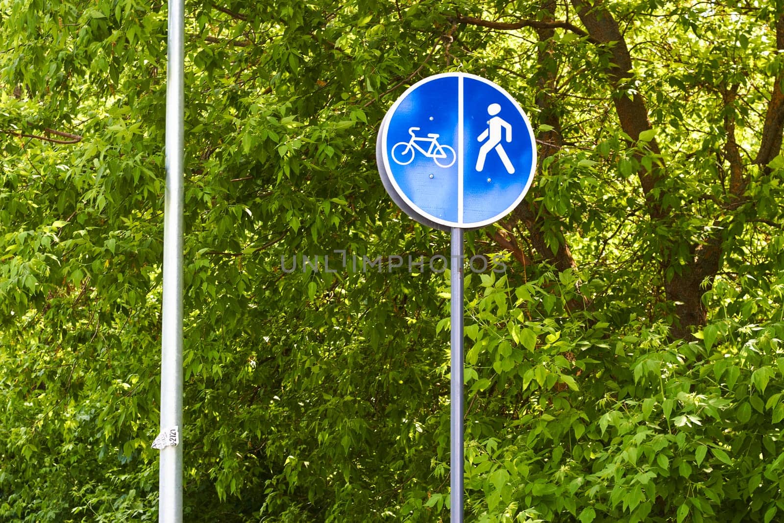 Photograph of round blue pedestrian and bicycle sign against background of foliage. Road traffic and road markings. Rules.
