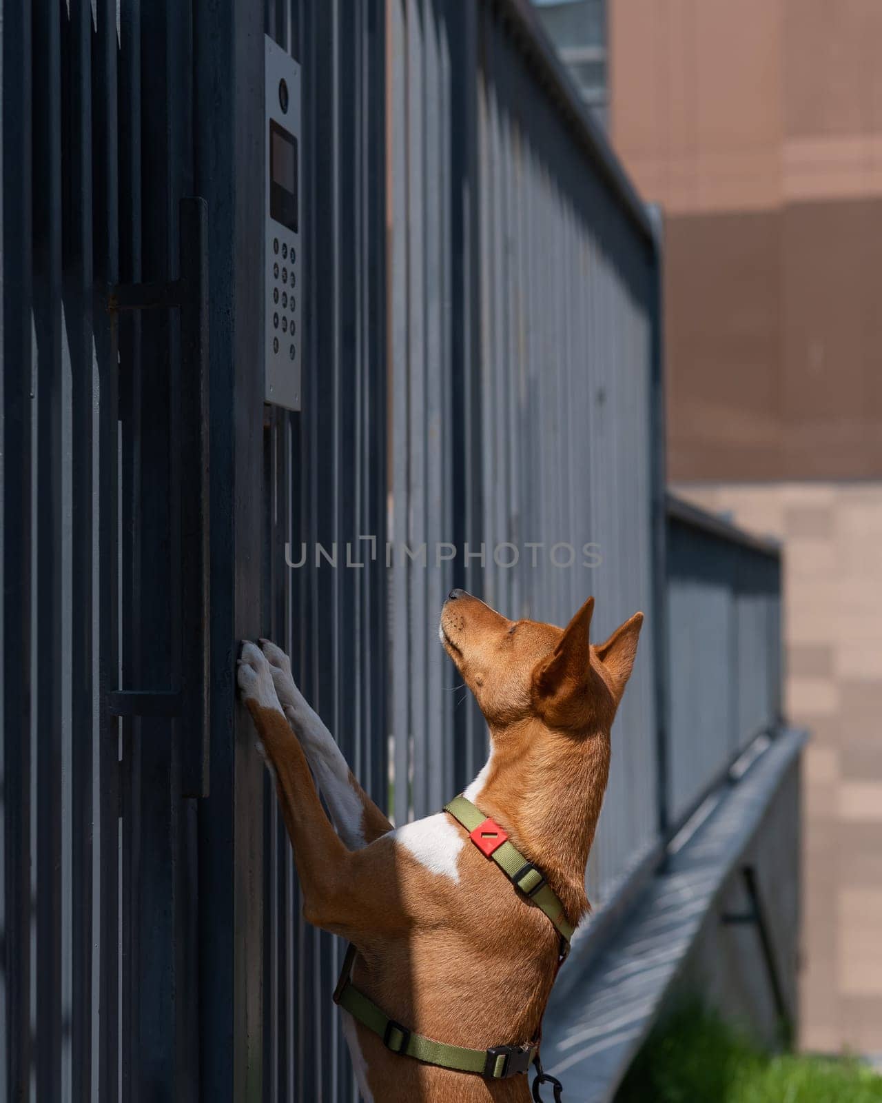 Redhead african basenji dog stands near the fence outdoors. by mrwed54