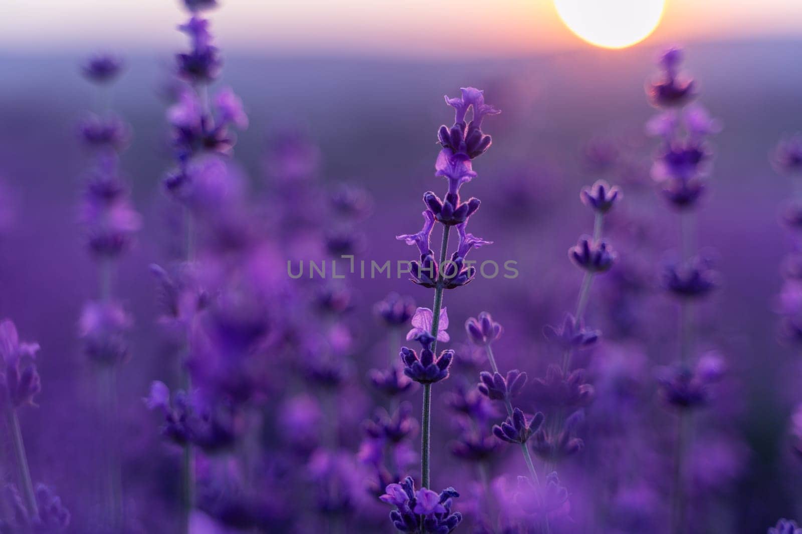 Lavender flower background. Violet lavender field sanset close up. Lavender flowers in pastel colors at blur background. Nature background with lavender in the field. by Matiunina