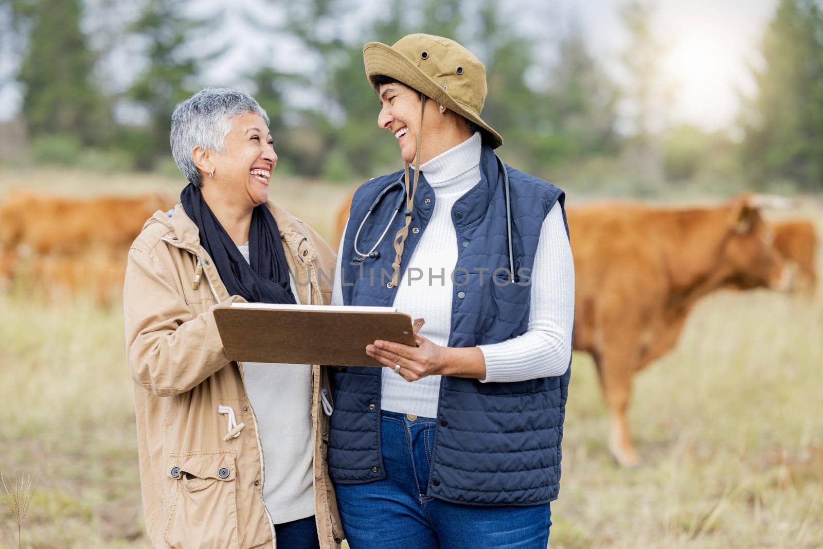 Cow, vet or senior farmer with checklist on field for meat, beef or cattle food industry inspection. Happy people farming livestock, cows or agriculture animals for milk production and management.