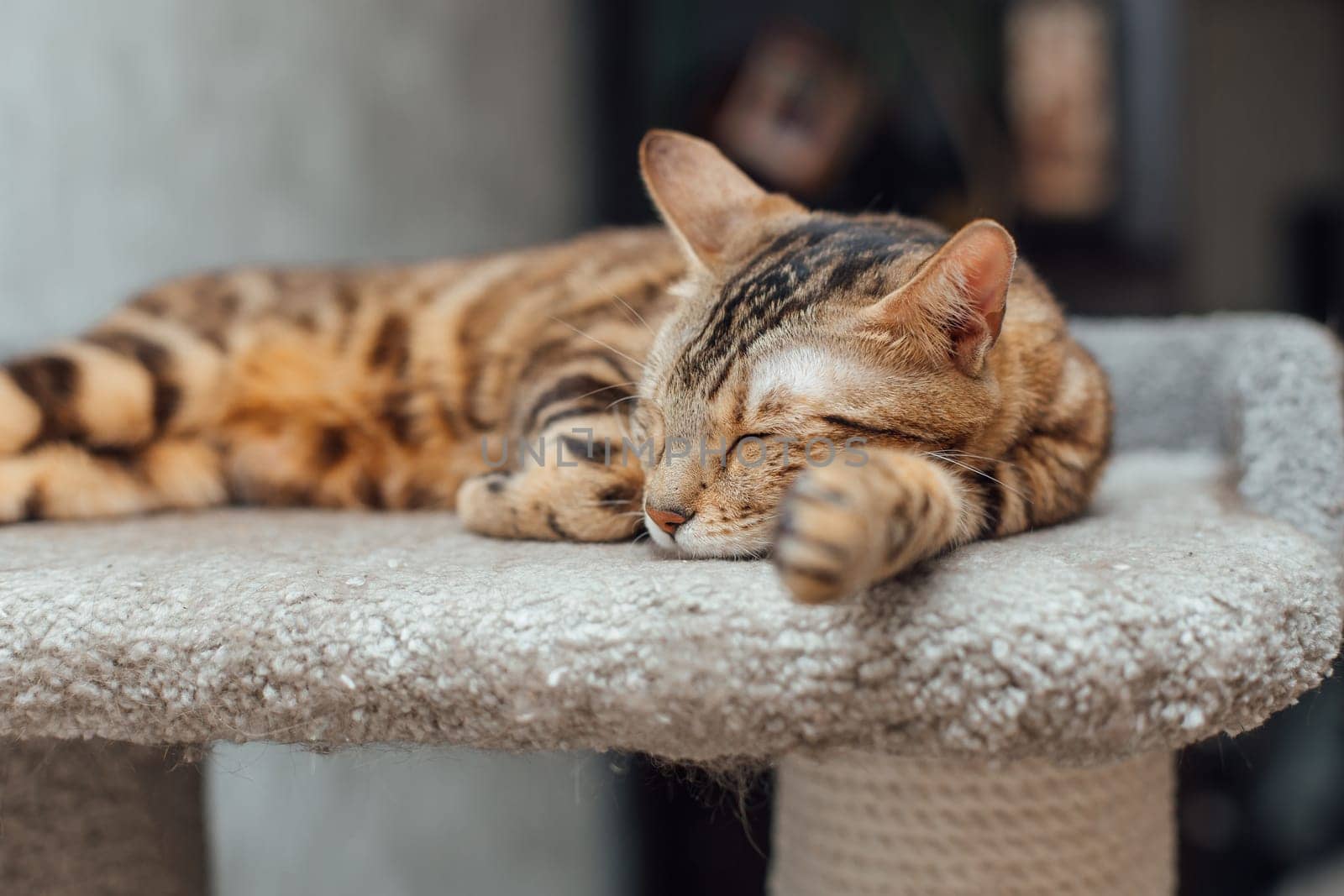 Young cute bengal cat laying on a soft cat's shelf of a cat's house indoors.