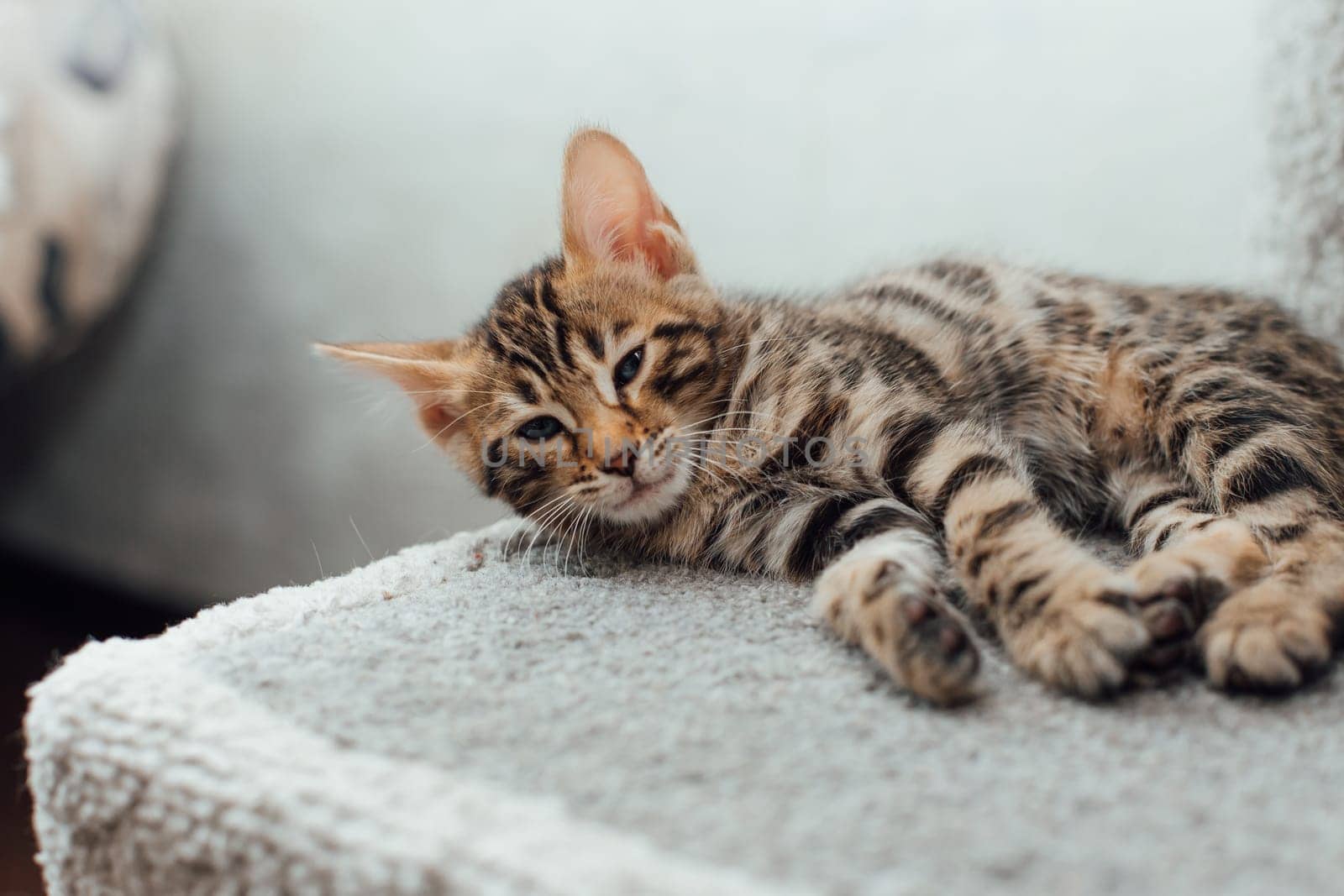 Young cute bengal kitten laying on a soft cat's shelf of a cat's house indoors.