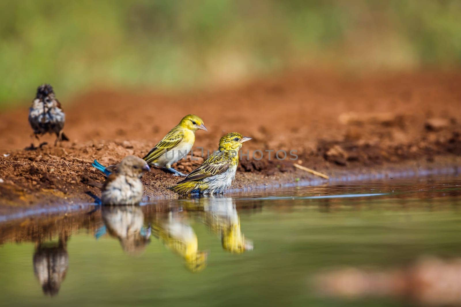 Village weaver and sparrow taking bath in waterhole in Kruger National park, South Africa ; Specie Ploceus cucullatus family of Ploceidae