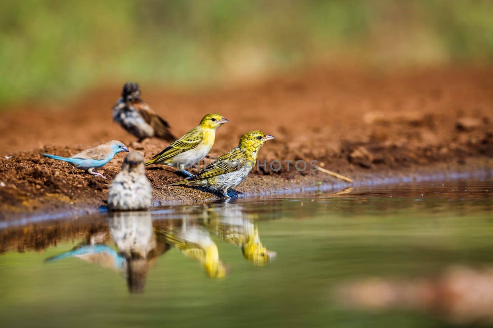 Village weaver in Kruger National park, South Africa by PACOCOMO