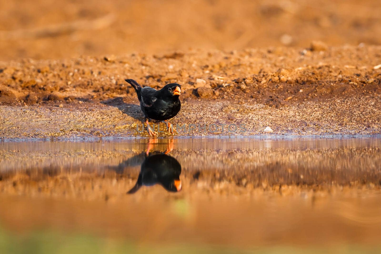 Village indigobird in Kruger National park, South Africa by PACOCOMO