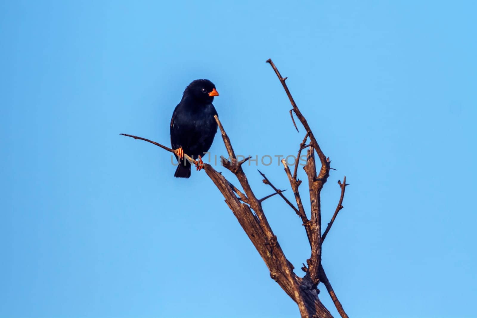 Village Indigobird isolated in blue sky in Kruger National park, South Africa ; Specie Vidua chalybeata family of  Viduidae