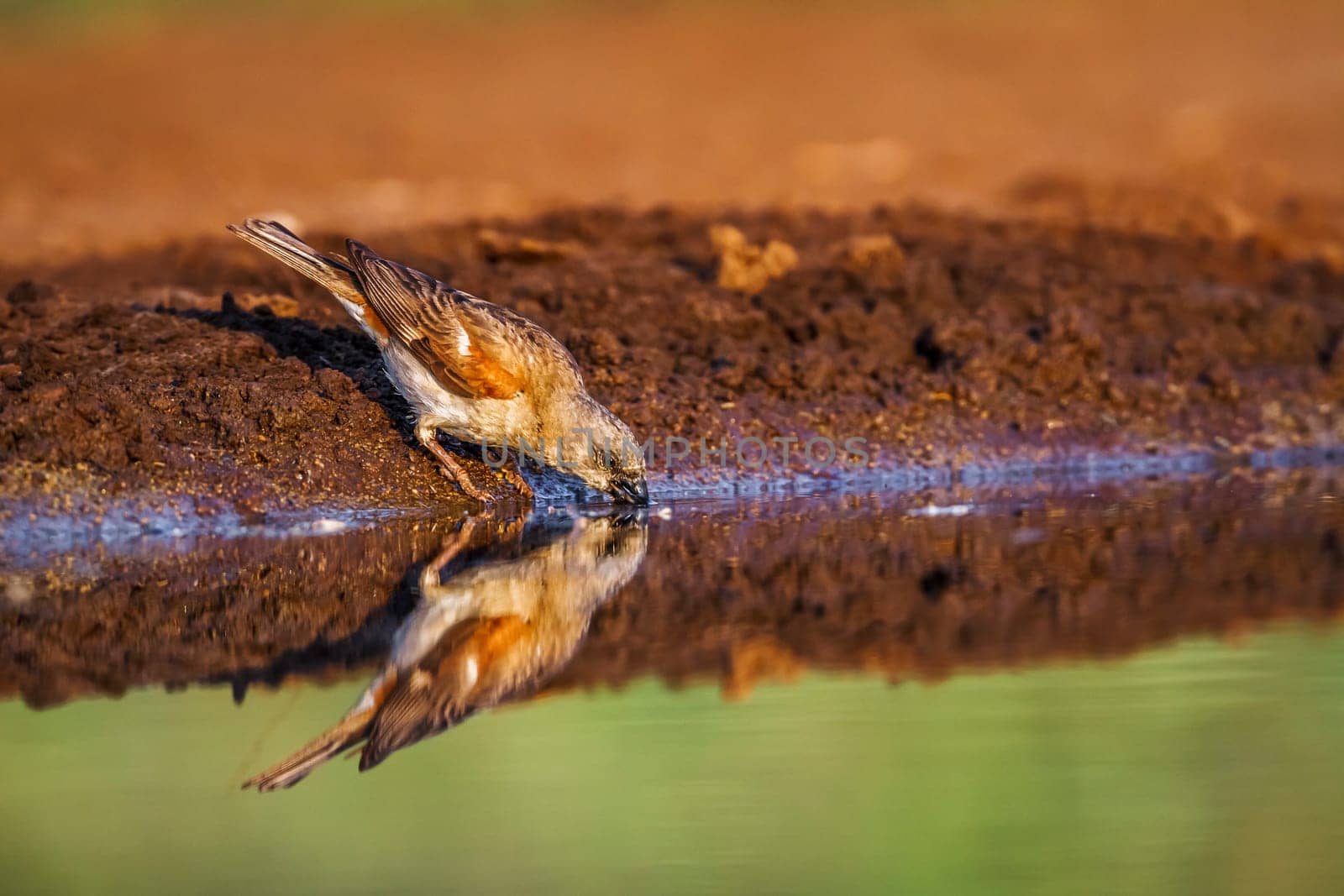 Southern Grey-headed Sparrow drinking at waterhole with reflection in Kruger National park, South Africa ; Specie family Passer diffusus of Passeridae