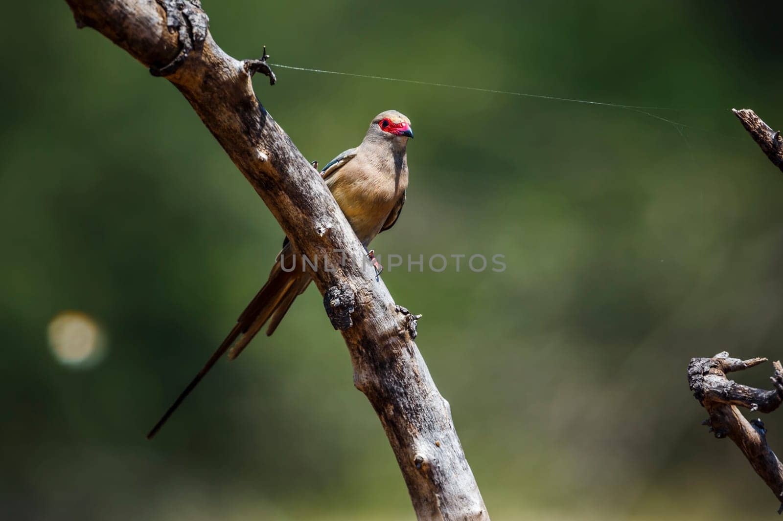 Red faced Mousebird standing on branch front view in Kruger National park, South Africa ; Specie Urocolius indicus family of Coliidae