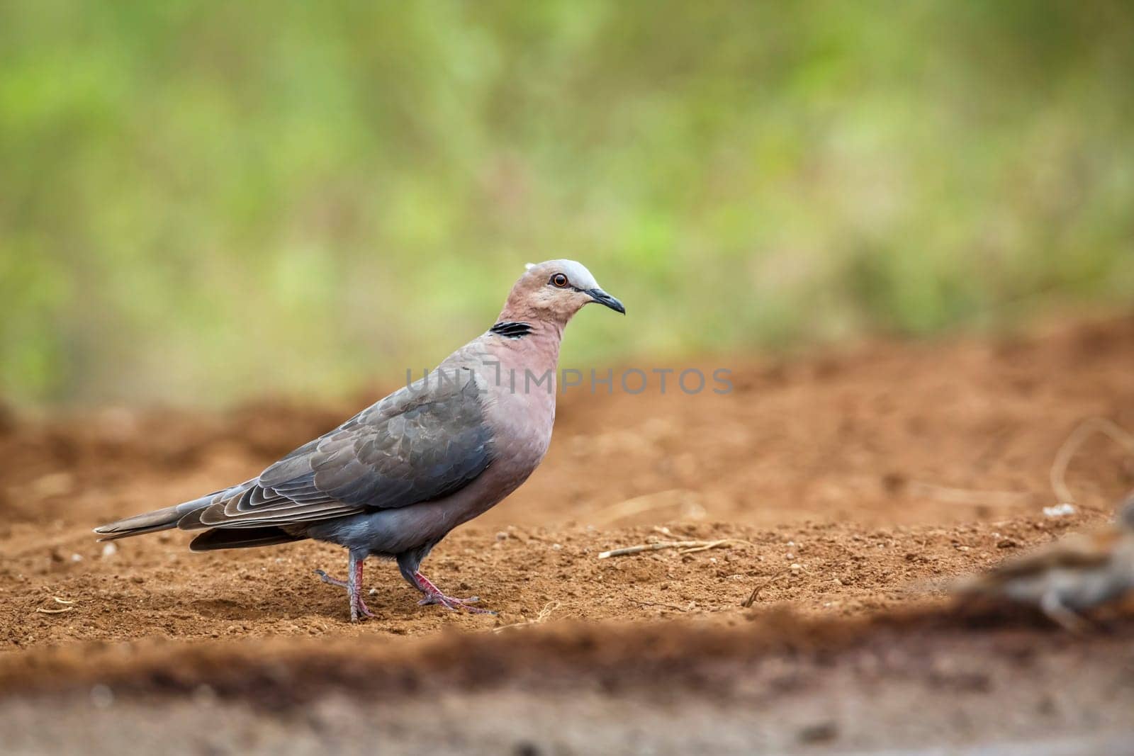 Red eyed dove in Kruger National park, South Africa by PACOCOMO