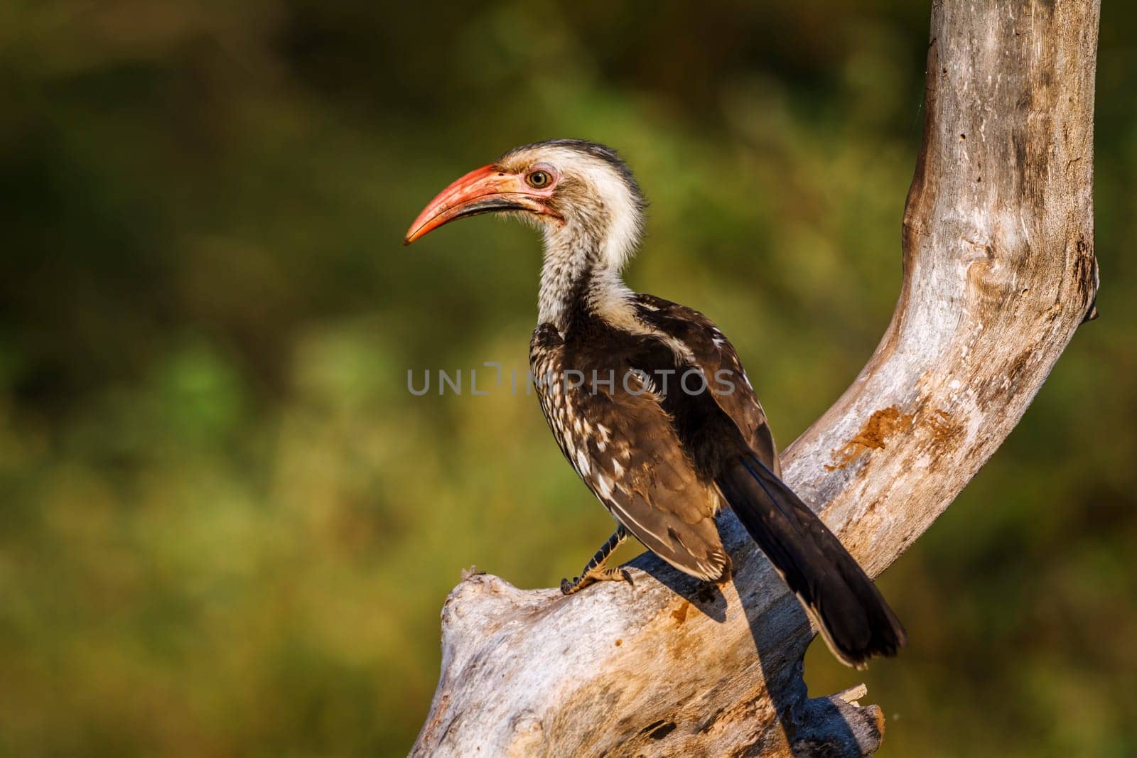 Southern Red billed Hornbill standing on branch rear view in Kruger National park, South Africa ; Specie Tockus rufirostris family of Bucerotidae