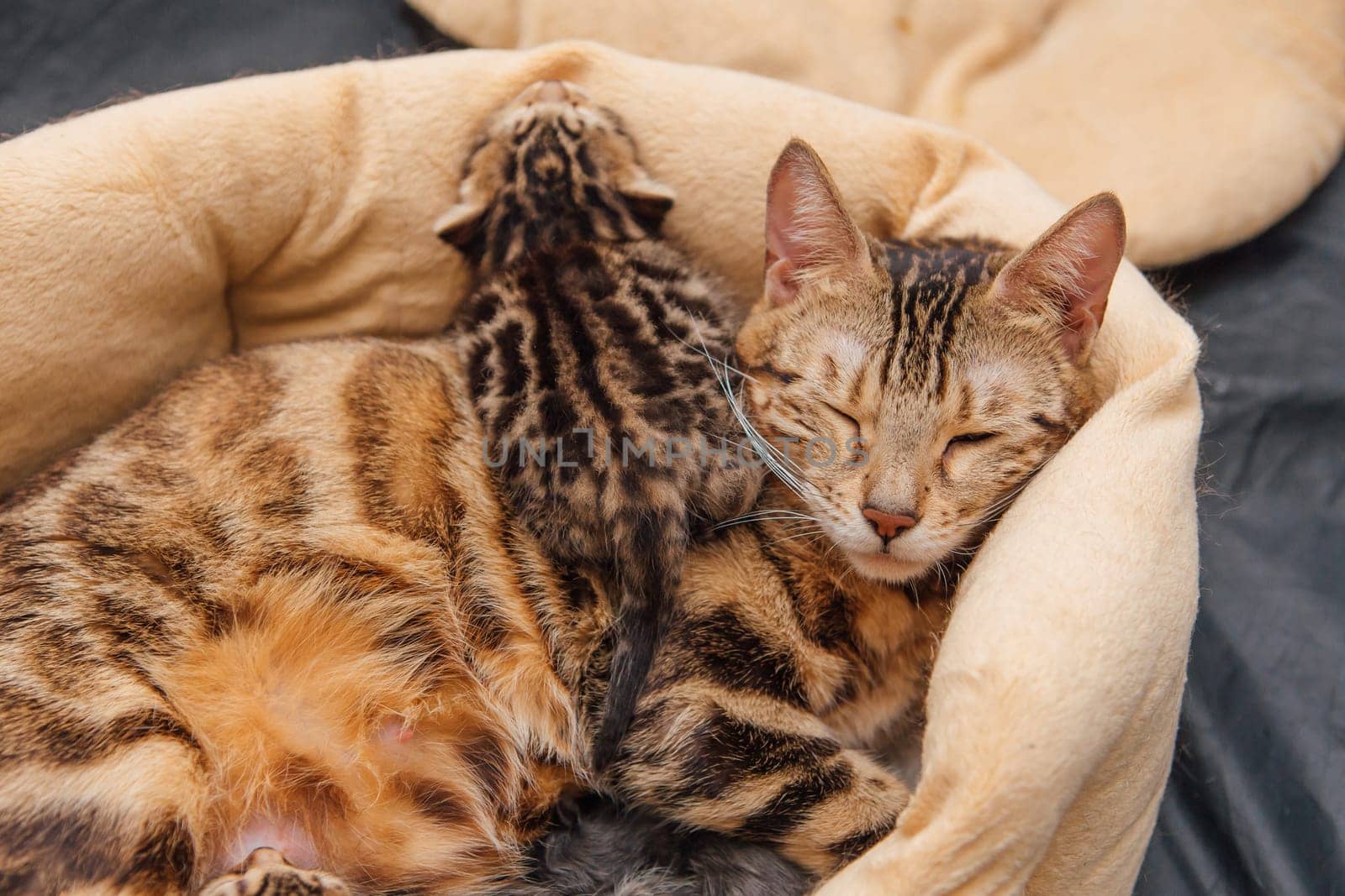 Adorable golden bengal mother-cat laying with her little kittens on the pillow. Top view.