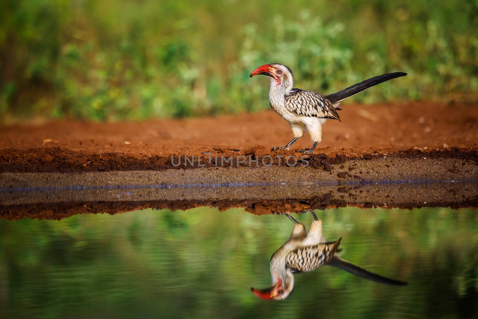 Southern Red billed Hornbill along waterhole with reflection in Kruger National park, South Africa ; Specie Tockus rufirostris family of Bucerotidae