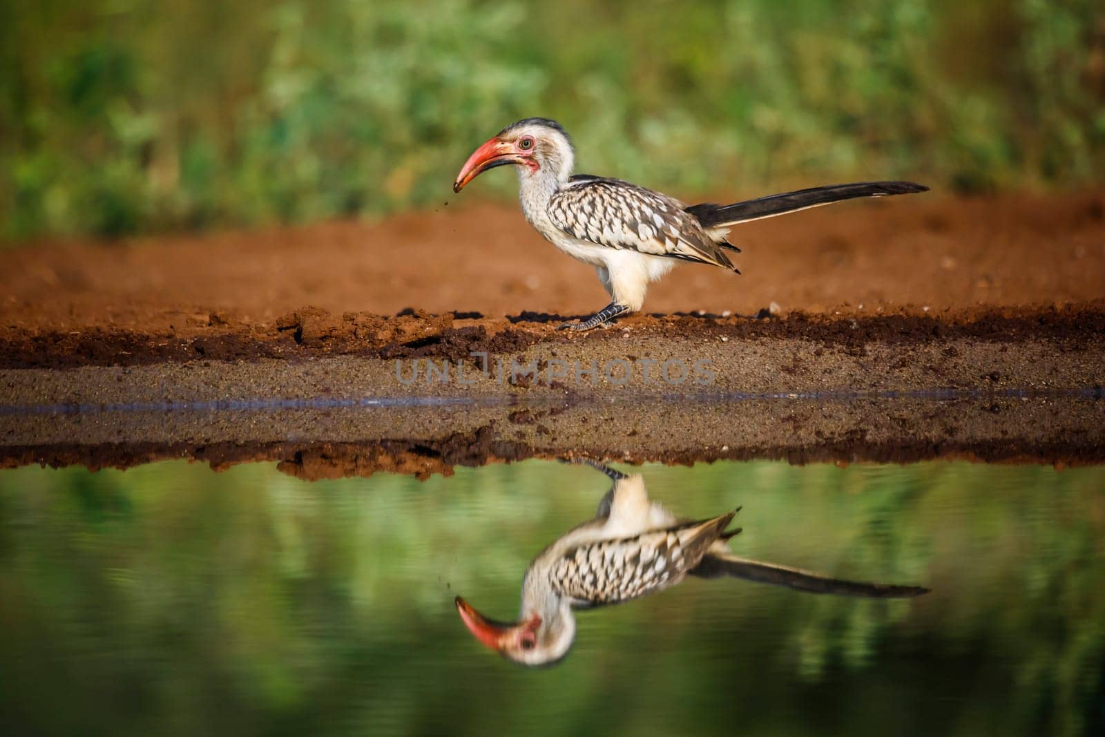 Southern Red billed Hornbill along waterhole with reflection in Kruger National park, South Africa ; Specie Tockus rufirostris family of Bucerotidae