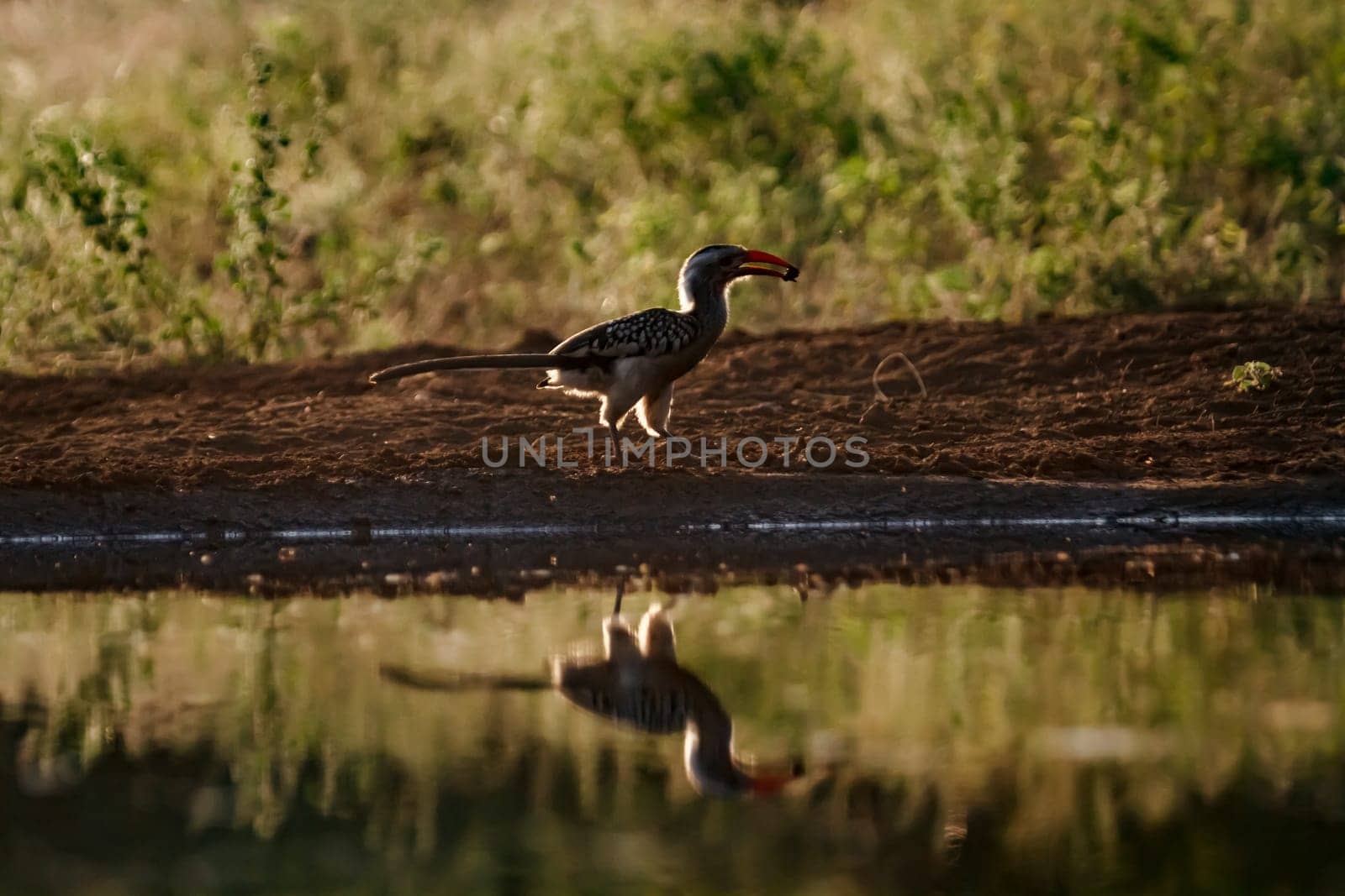 Southern Red billed Hornbill on ground with food in backlit in Kruger National park, South Africa ; Specie Tockus rufirostris family of Bucerotidae