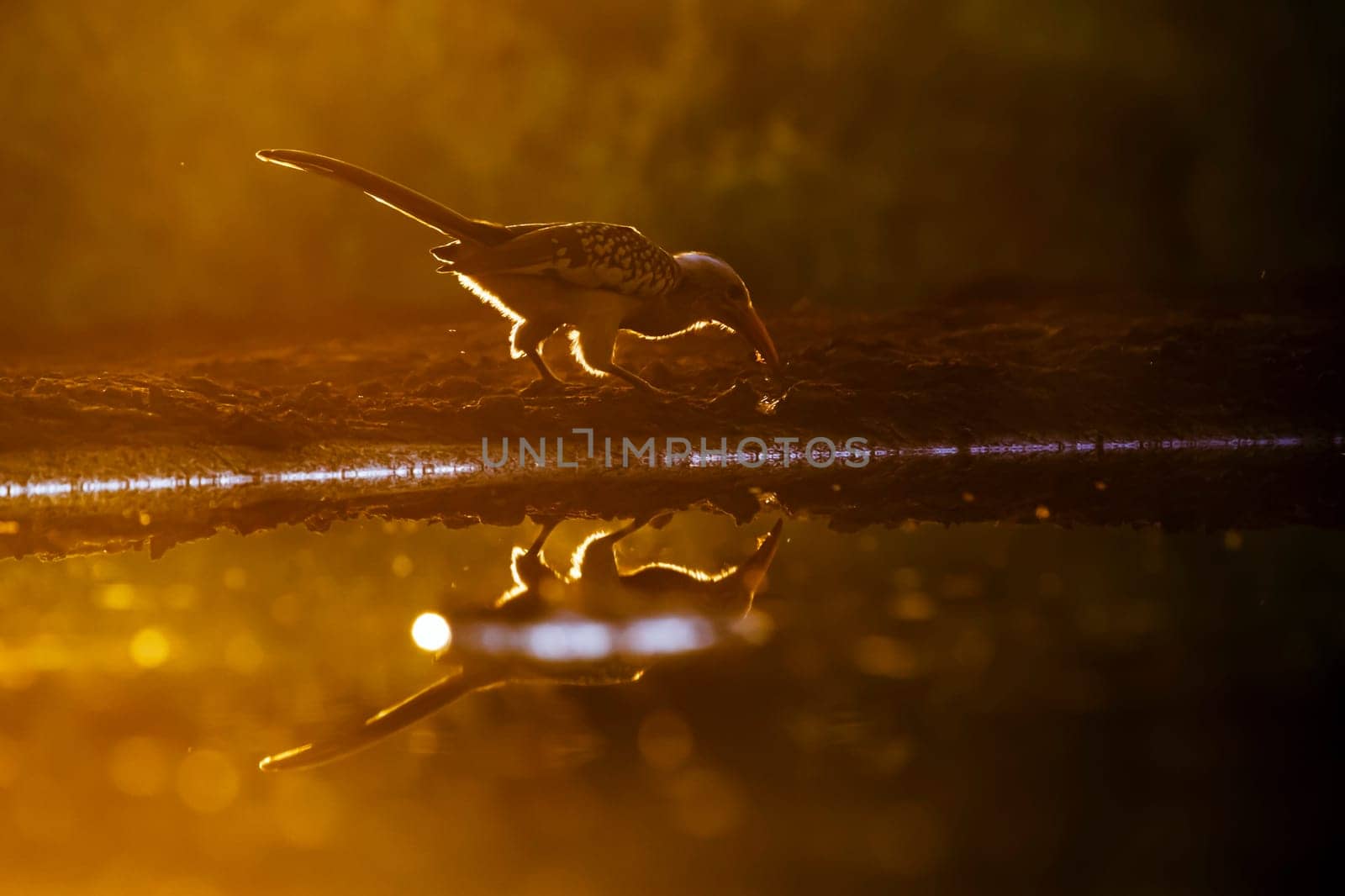 Southern Red billed Hornbill backlit on the ground at sunset in Kruger National park, South Africa ; Specie Tockus rufirostris family of Bucerotidae