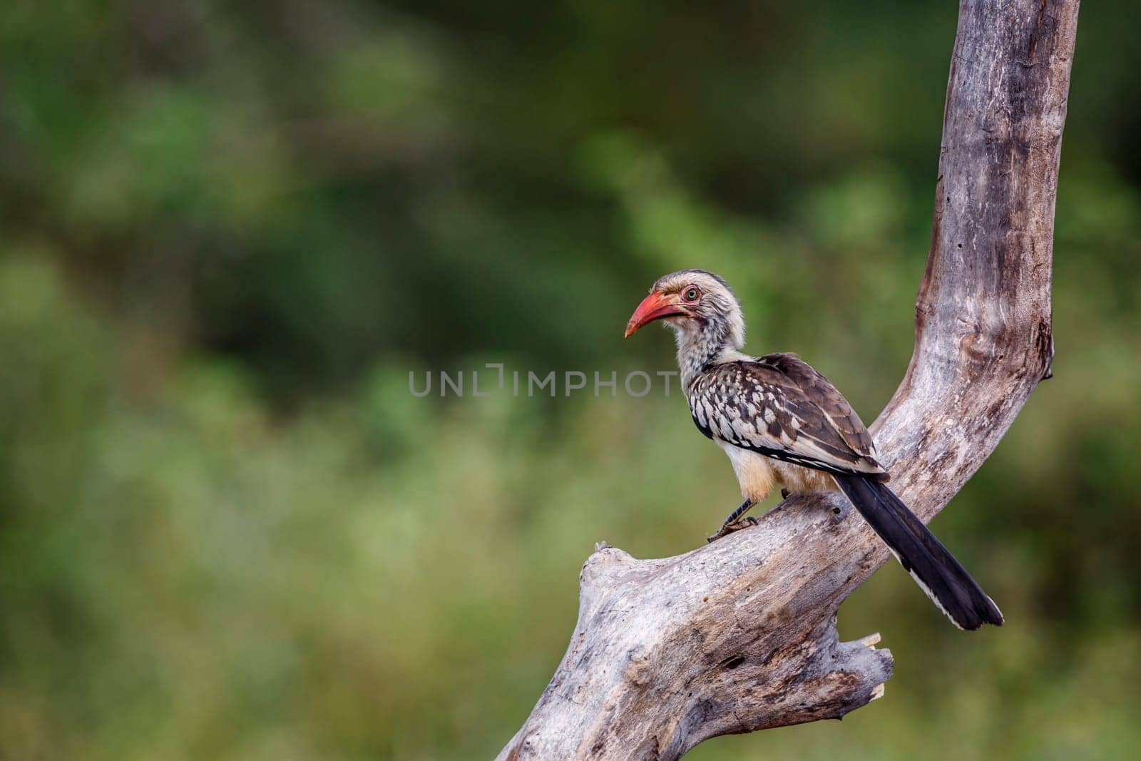 Red billed hornbill in Kruger National park, South Africa by PACOCOMO