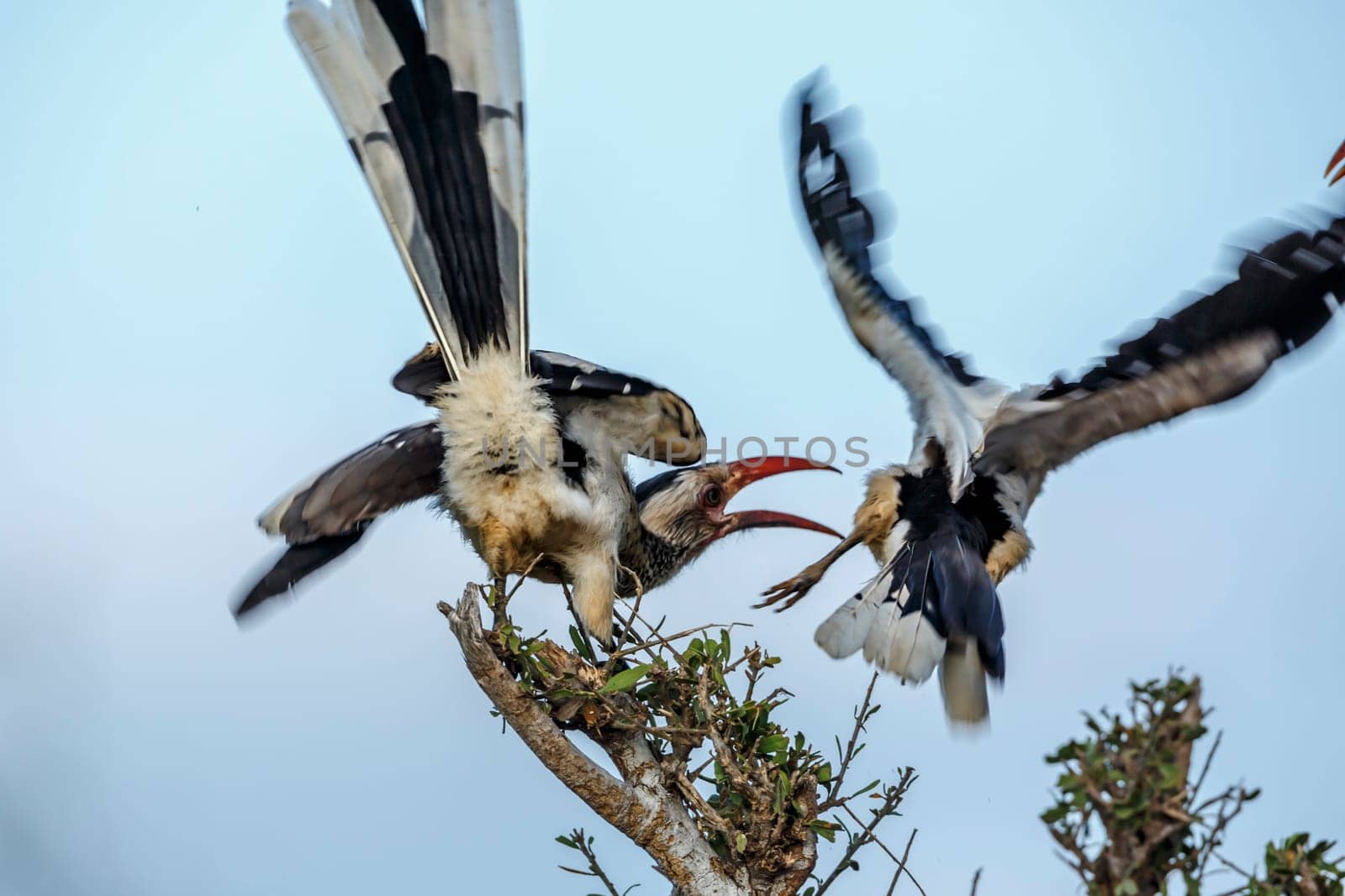 Red billed hornbill in Kruger National park, South Africa by PACOCOMO