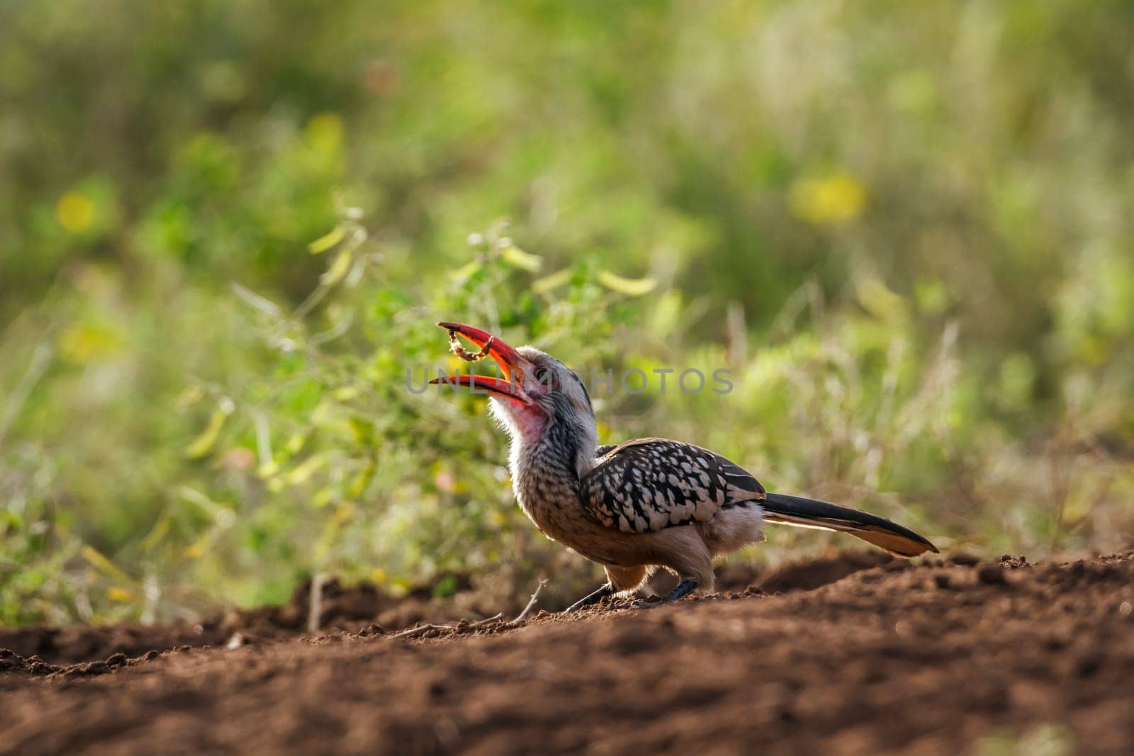 Southern Red billed Hornbill eating a bug in Kruger National park, South Africa ; Specie Tockus rufirostris family of Bucerotidae