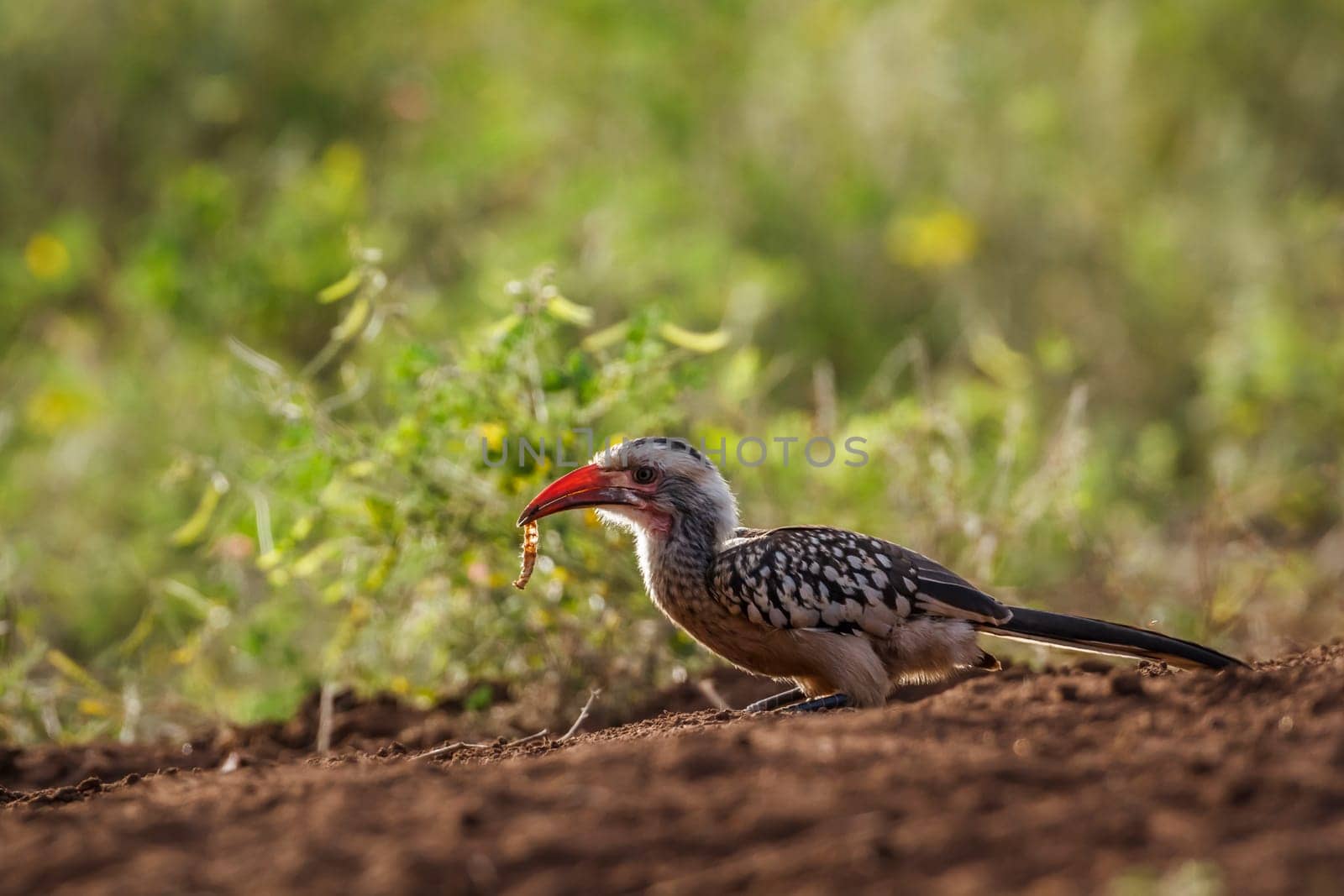 Red billed hornbill in Kruger National park, South Africa by PACOCOMO