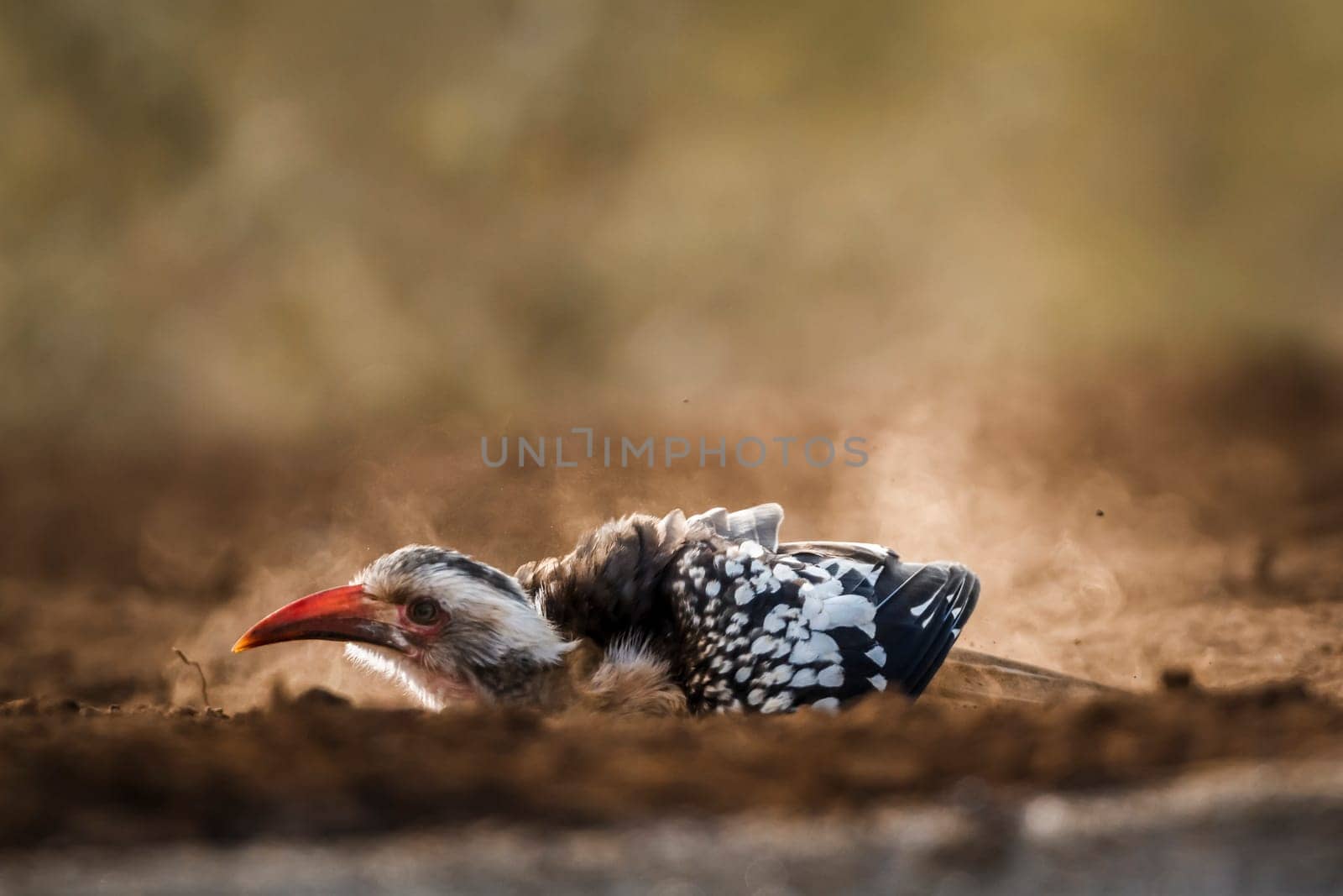 Southern Red billed Hornbill grooming in sand at dawn in Kruger National park, South Africa ; Specie Tockus rufirostris family of Bucerotidae