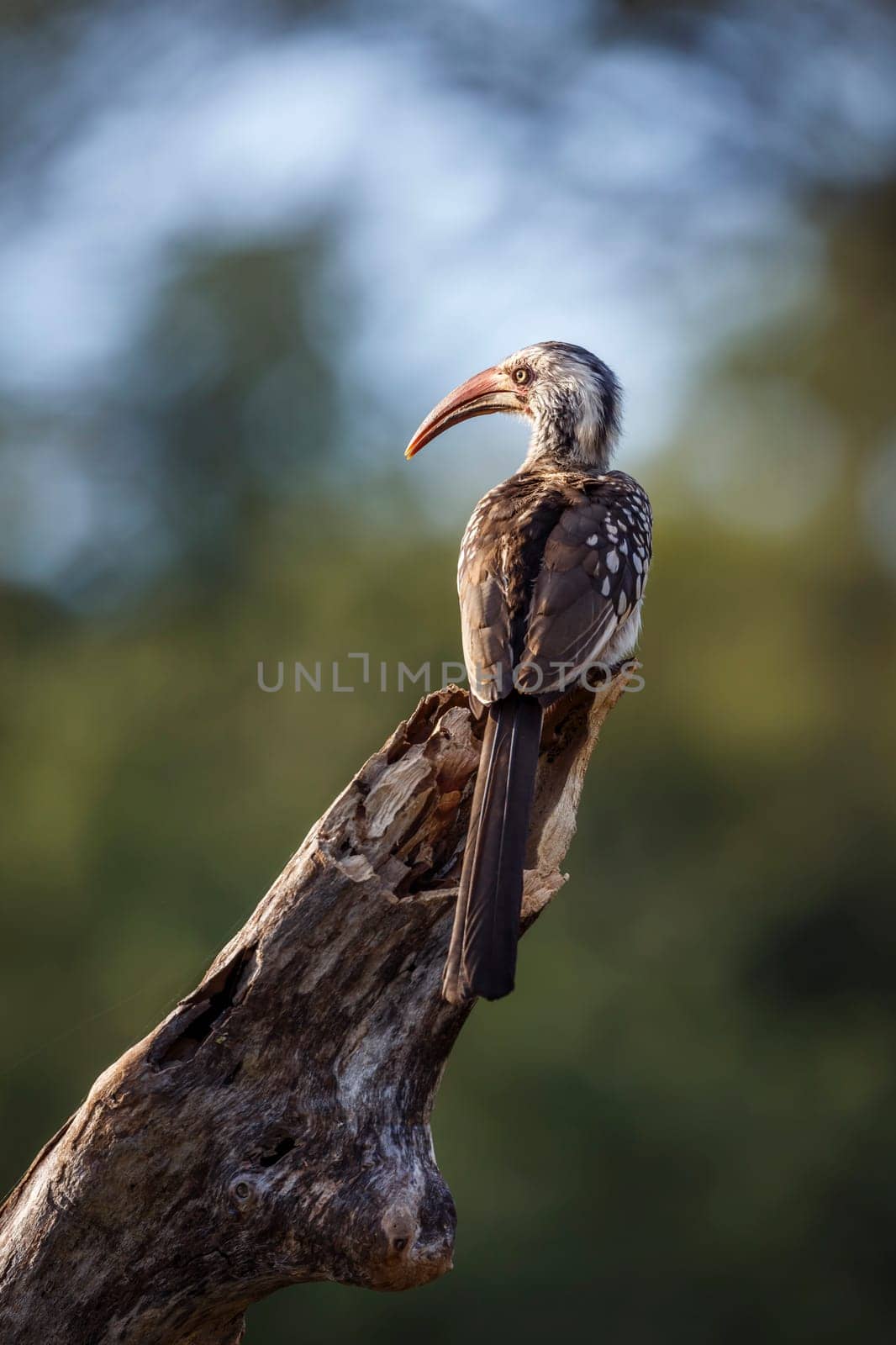 Southern Red billed Hornbill standing on a log rear view in Kruger National park, South Africa ; Specie Tockus rufirostris family of Bucerotidae