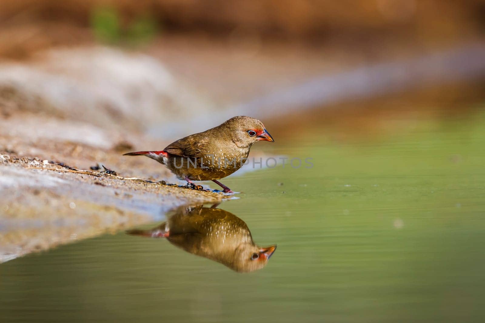 Red billed firefinch in Kruger National park, South Africa by PACOCOMO