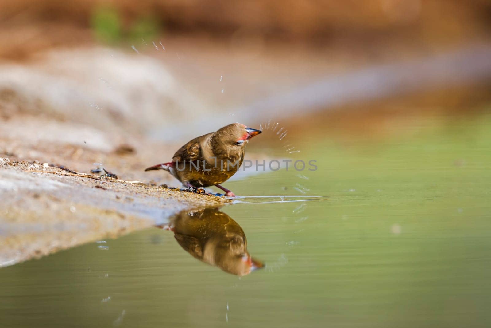 Red billed firefinch in Kruger National park, South Africa by PACOCOMO
