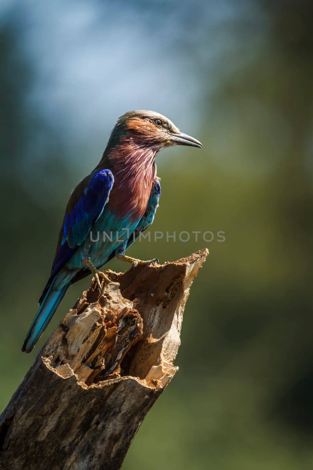 Lilac breasted roller in Kruger National park, South Africa by PACOCOMO