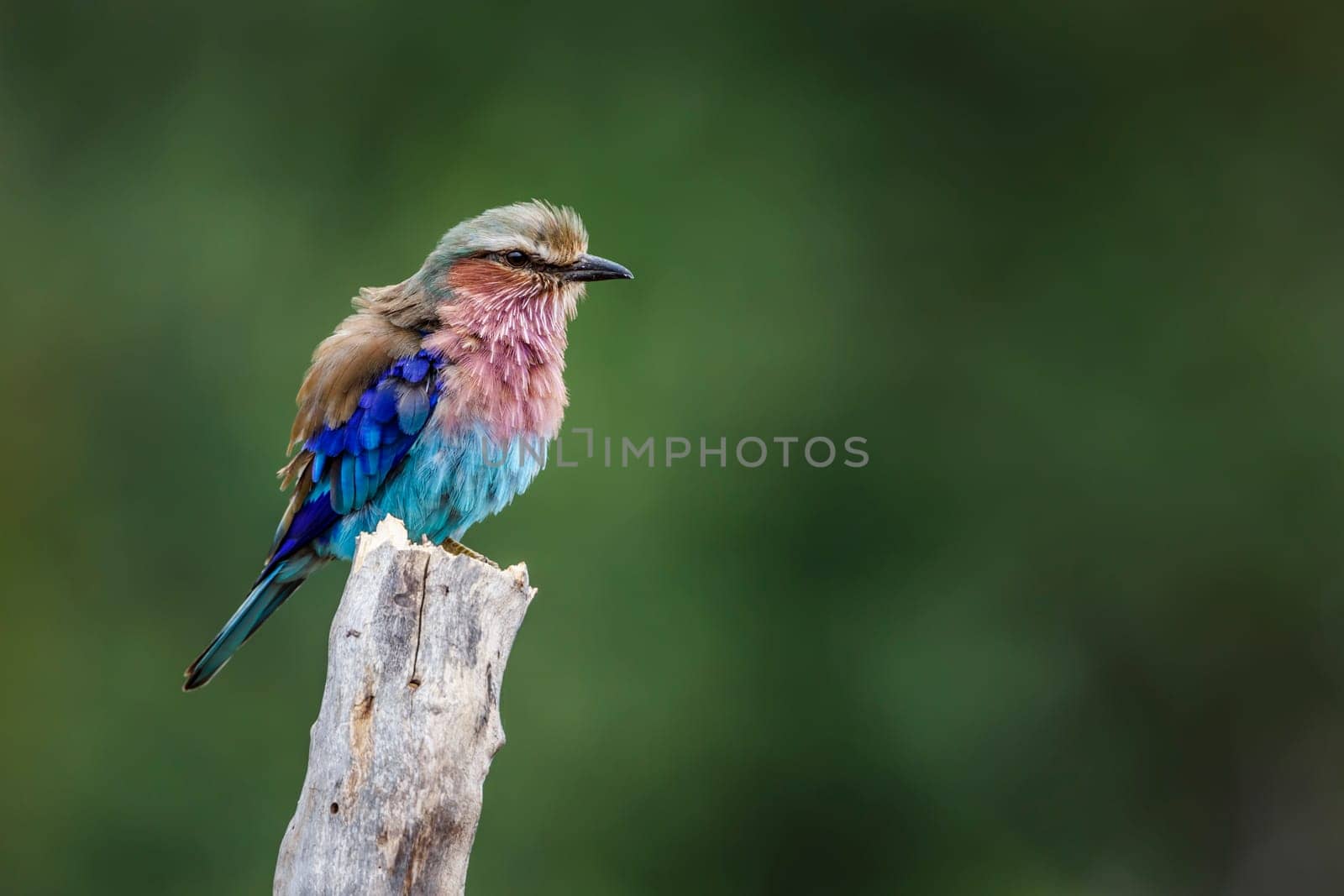 Lilac breasted roller standing on a trunk isolated in natural background in Kruger National park, South Africa ; Specie Coracias caudatus family of Coraciidae