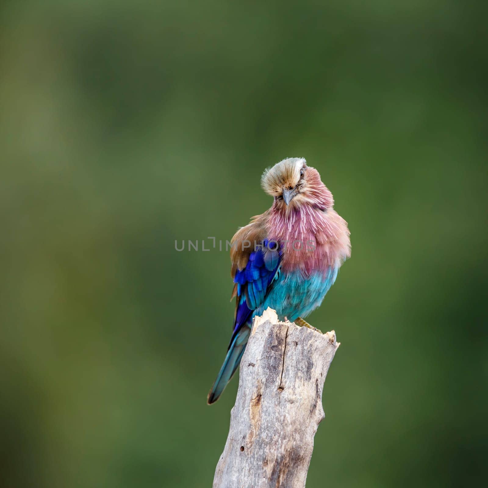 Lilac breasted roller in Kruger National park, South Africa by PACOCOMO