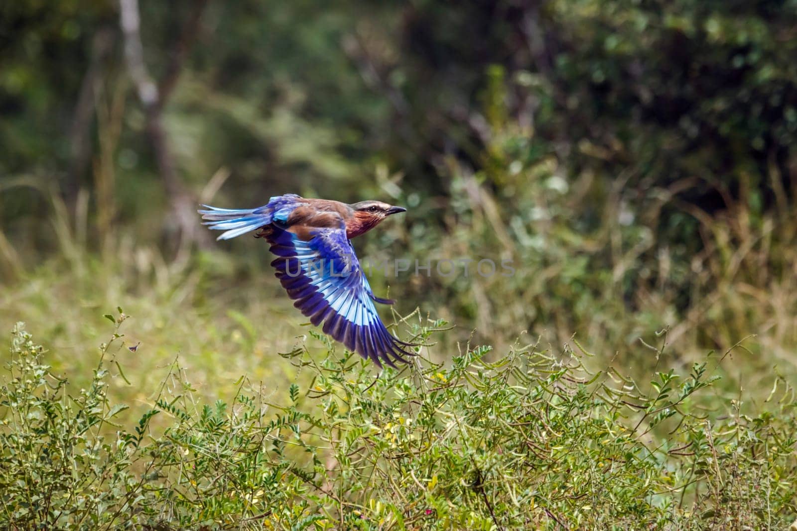 Lilac breasted roller in flight in Kruger National park, South Africa ; Specie Coracias caudatus family of Coraciidae