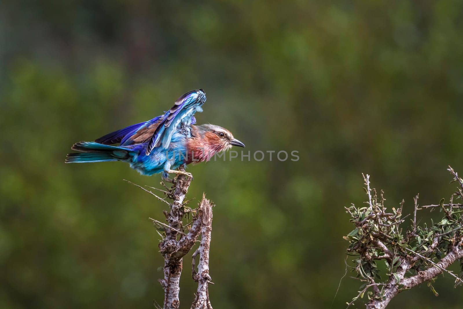 Lilac breasted roller landing on a branch spread wings in Kruger National park, South Africa ; Specie Coracias caudatus family of Coraciidae