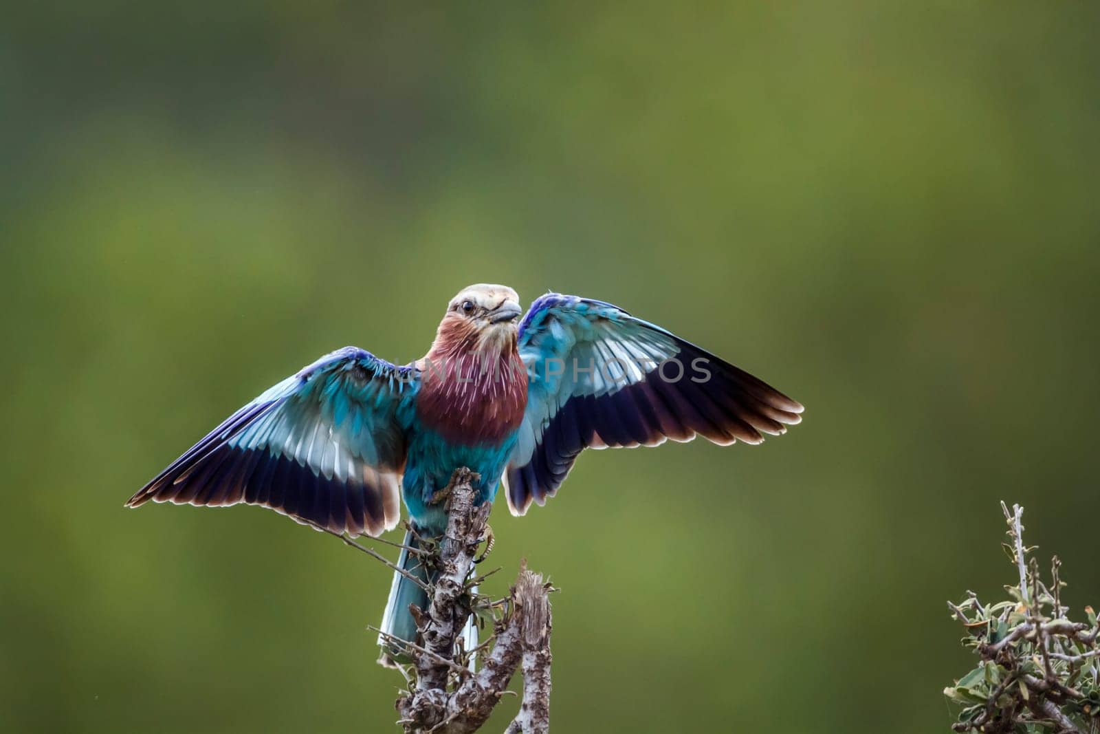 Lilac breasted roller in Kruger National park, South Africa by PACOCOMO