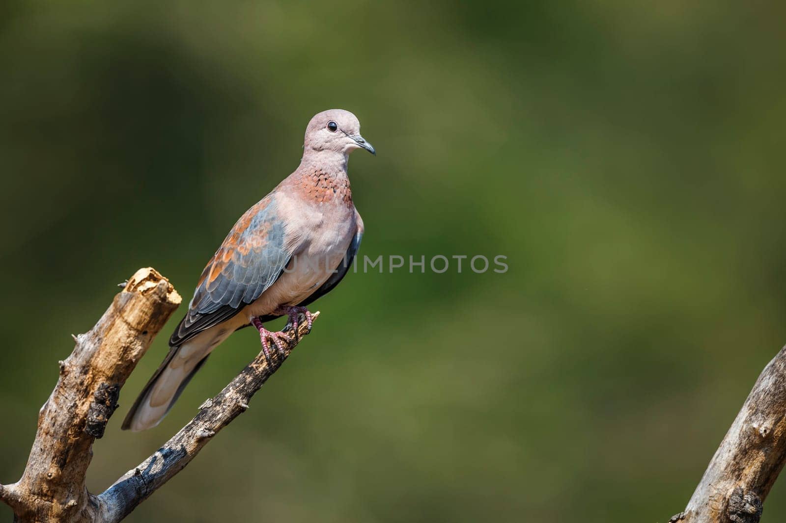 Laughing Dove standing on a branch isolated in natural background in Kruger National park, South Africa ; Specie Streptopelia senegalensis family of Columbidae