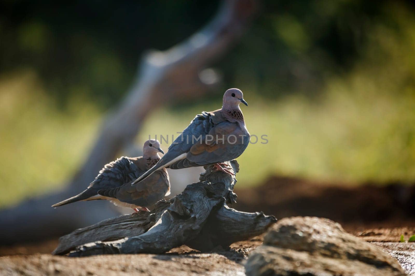 Laughing dove in Kruger National park, South Africa by PACOCOMO