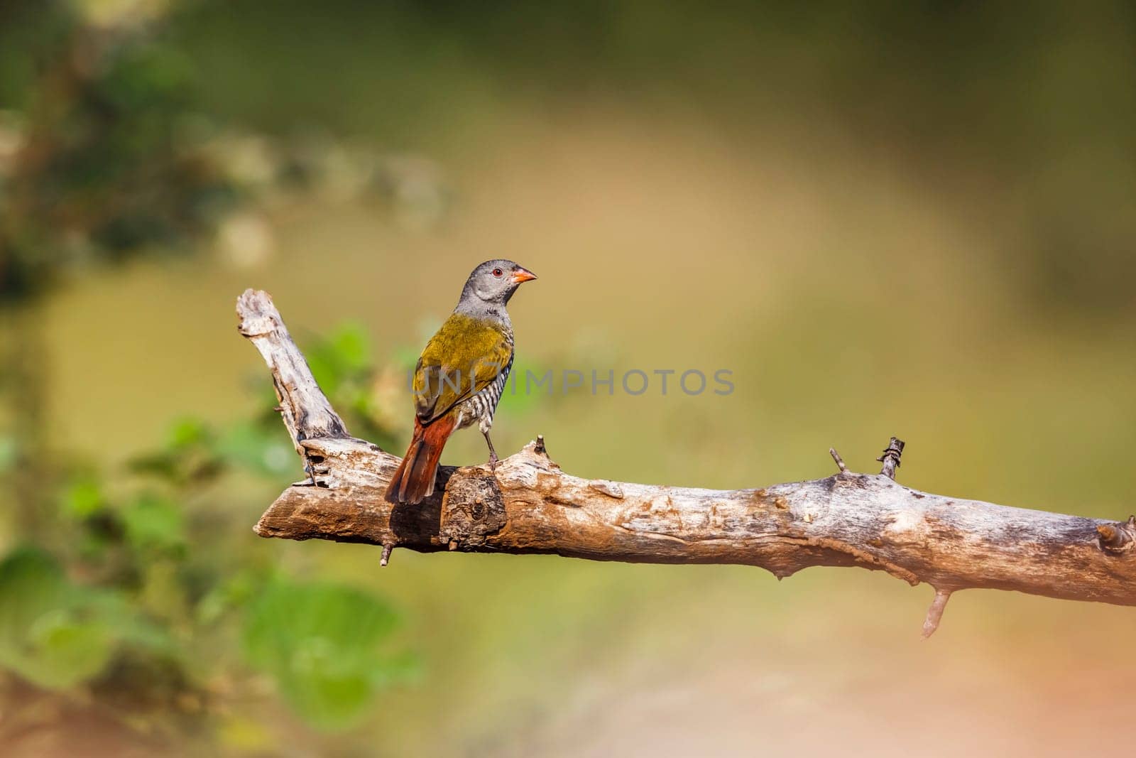 Green wings pitilya in Kruger National park, South Africa by PACOCOMO