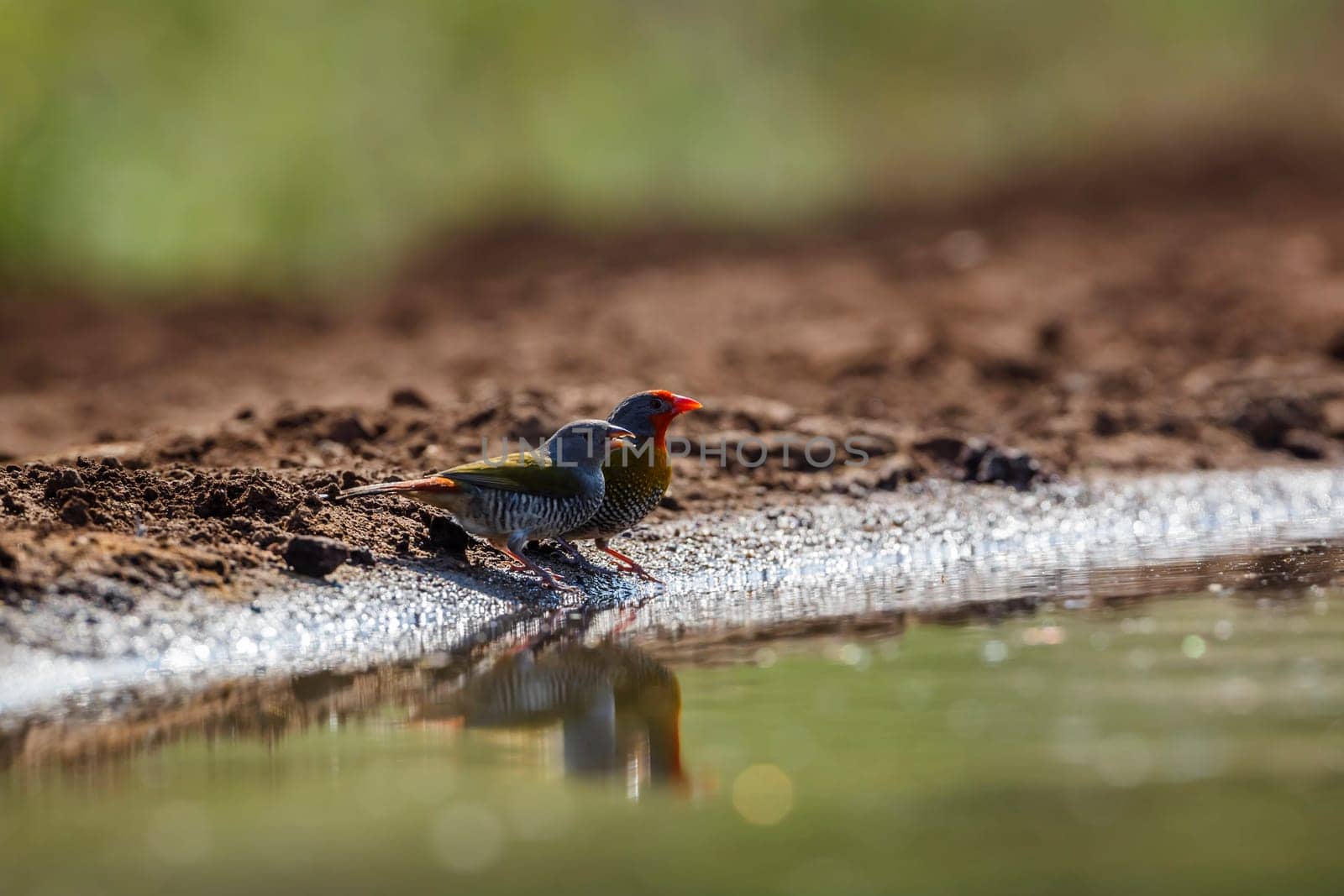 Green winged Pytilia couple drinking at waterhole in Kruger National park, South Africa ; Specie Pytilia melba family of Estrildidae