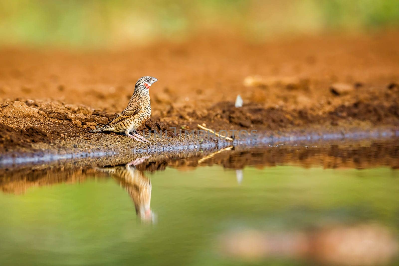 Cut throat finch along waterhole with reflection in Kruger National park, South Africa ; Specie Amadina fasciata family of Estrildidae