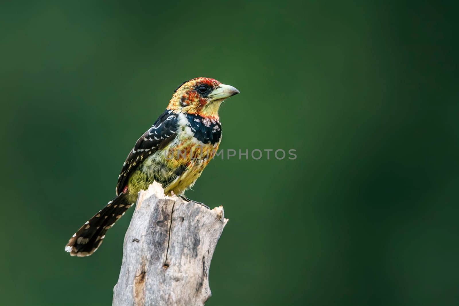 Crested Barbet standing on a branch isolated in natural background in Kruger National park, South Africa ; Specie Trachyphonus vaillantii family of Ramphastidae