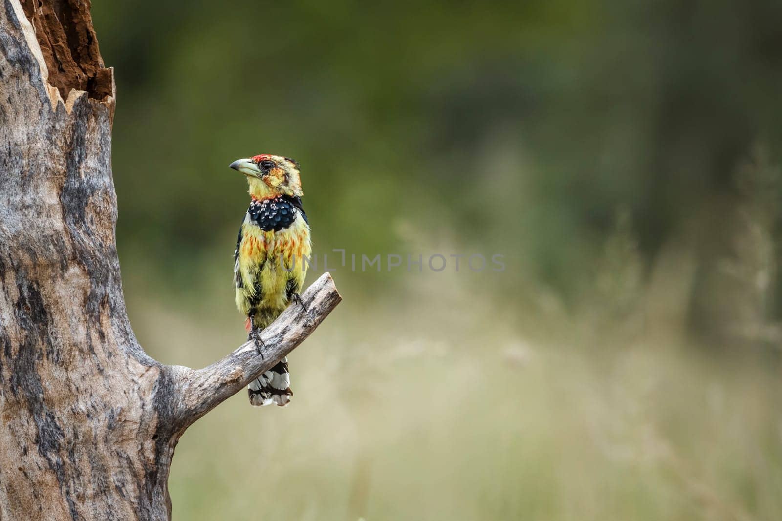 Crested barbet  in Kruger National park, South Africa by PACOCOMO