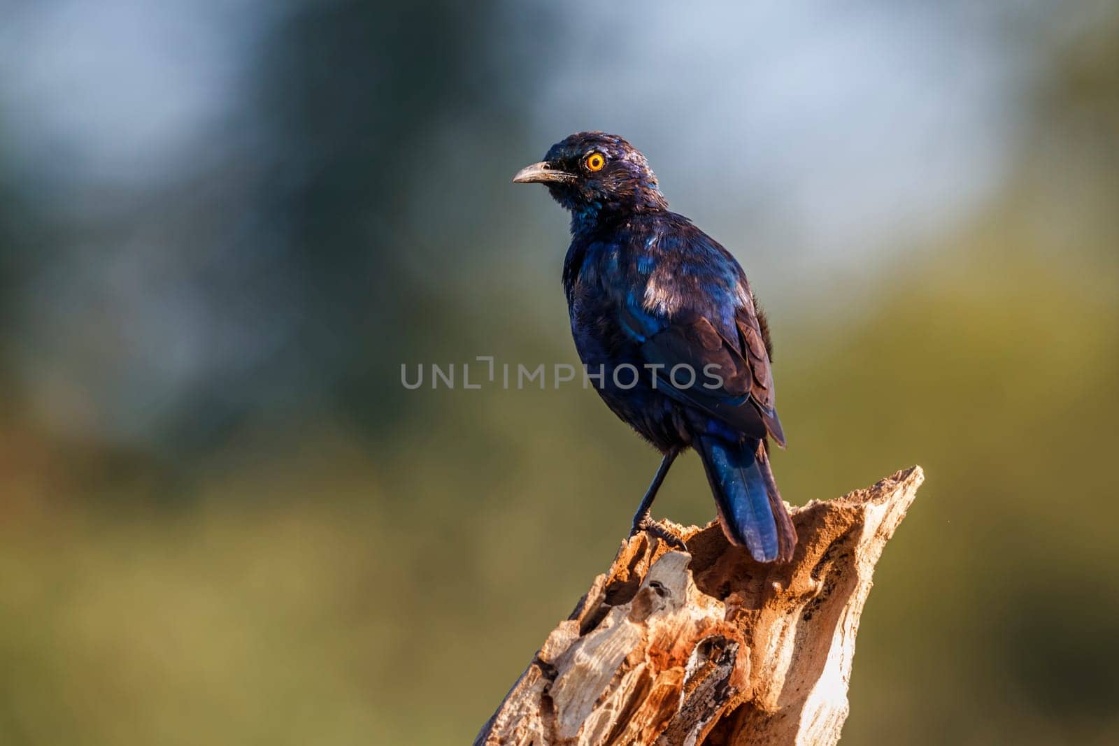 Cape Glossy Starling standing on a log isolated in natural background in Kruger National park, South Africa ; Specie Lamprotornis nitens family of Sturnidae