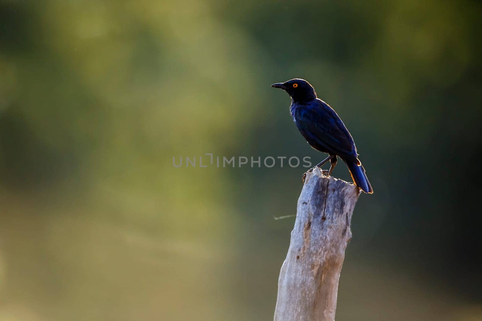 Cape Glossy Starling in Kruger National park, South Africa by PACOCOMO