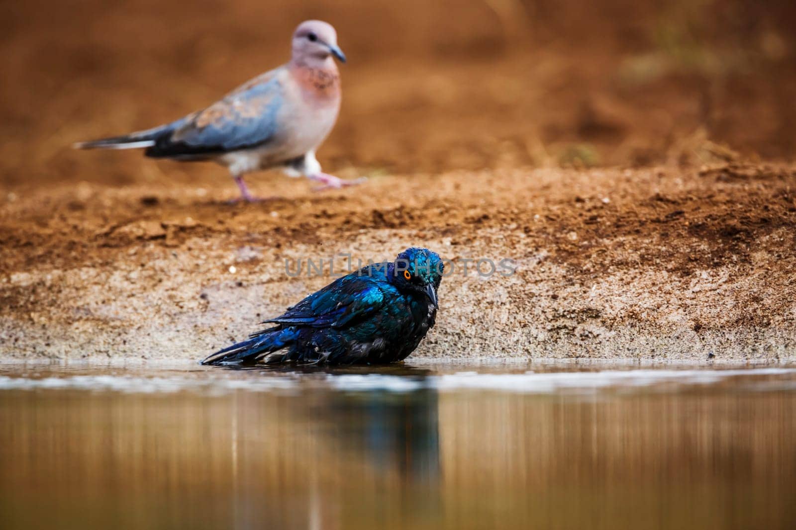 Cape Glossy Starling bathing in waterhole in Kruger National park, South Africa ; Specie Lamprotornis nitens family of Sturnidae