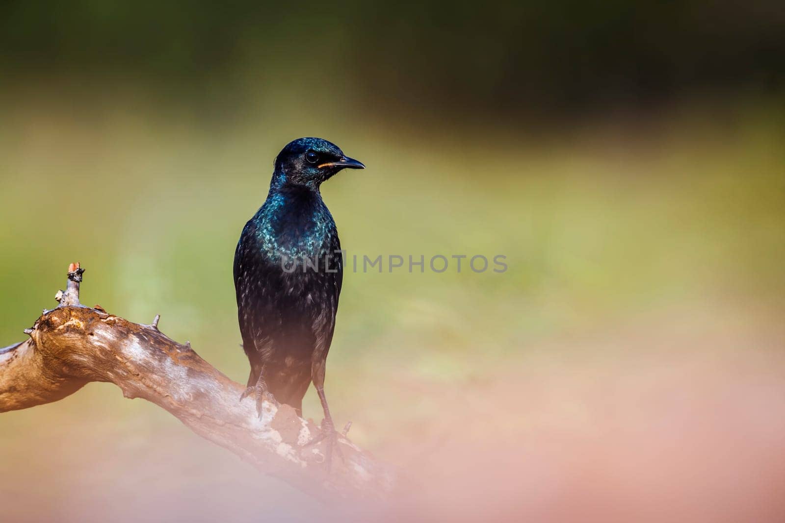 Burchell Glossy Starling standing on a branch isolated in natural background in Kruger National park, South Africa ; Specie Lamprotornis australis family of Sturnidae